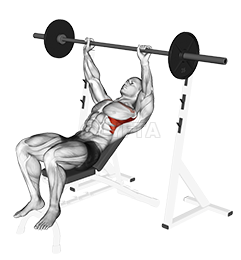 Barbell Incline Shoulder Raise demonstration