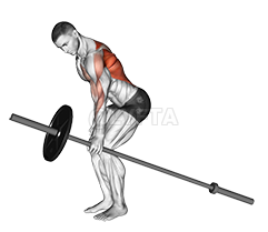 Barbell One Arm Bent over Row demonstration
