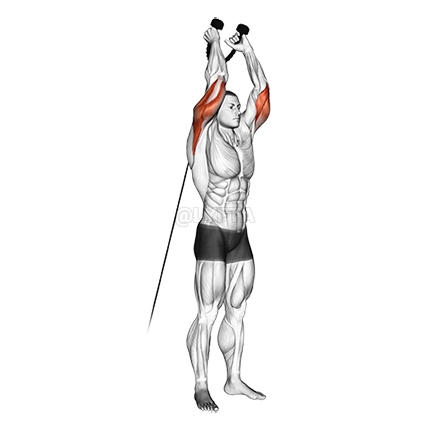 Estensione di Triceps Overhead demonstration