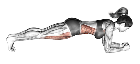 Decline sit up online muscles worked