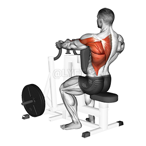 Seated Row Machine Exercise Demonstration