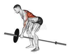 Lever One Arm Bent over Row demonstration