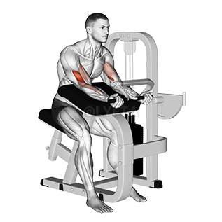 Lever Preacher Curl demonstration