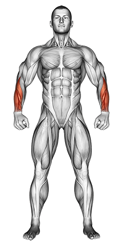 Body muscles. Front view demonstration