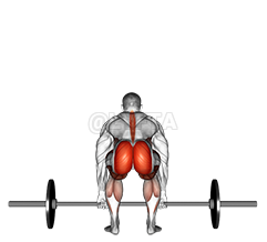 Barbell Deadlift back view demonstration