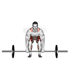 Barbell Deadlift front view demonstration