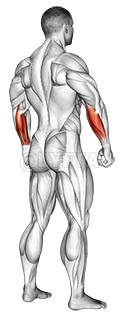 Body muscle. Side back view demonstration