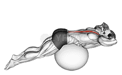 Back Extension on Exercise Ball demonstration