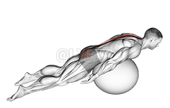 Exercise Ball Back Extension With Knees Off Ground demonstration