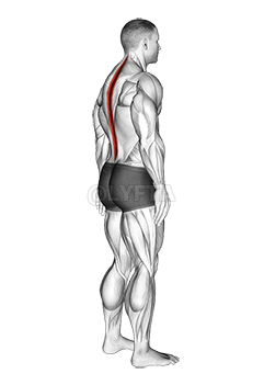 AT HOME EXERCISES: Standing Hamstring Stretch - PHYXIT Physio and