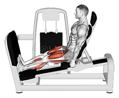 Lever Seated Squat Calf Raise on Leg Press Machine demonstration