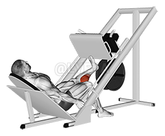 Sled One Leg Calf Press pe Leg Press demonstration