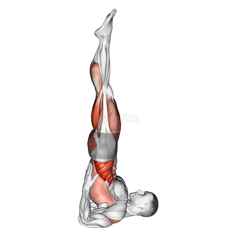 Seastán Gualainn Yoga Pose demonstration