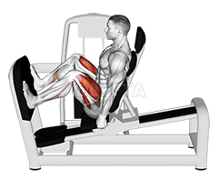 Lever Seated Wide Squat demonstration