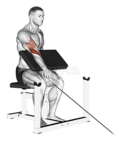 Cable One Arm Reverse Preacher Curl demonstration