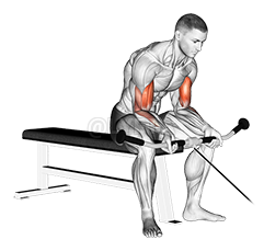 Seated Curl demonstration