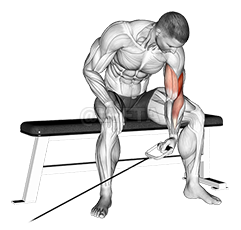 Cable Seated One Arm Concentration Curl demonstration