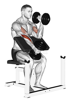 Dumbbell Alternate Hammer Preacher Curl demonstration