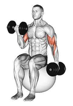 Dumbbell Alternating Seated Bicep Curl on Exercise Ball demonstration