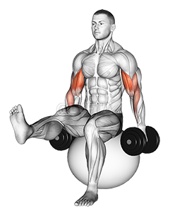 Dumbbell Bicep Curl on Exercise Ball with Leg Raised demonstration