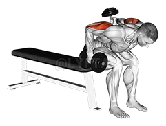 Dumbbell Seated Bent Over Alternate Kickback demonstration