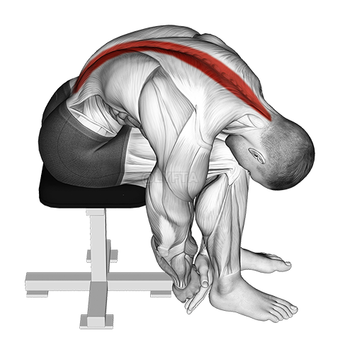 Seated Lower Trunk Extensor Lateral Flexor Stretch demonstration