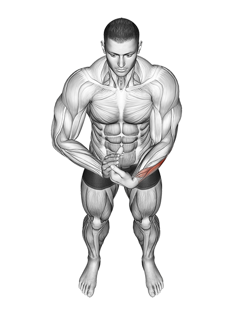 Estiramiento de los músculos flexores del antebrazo