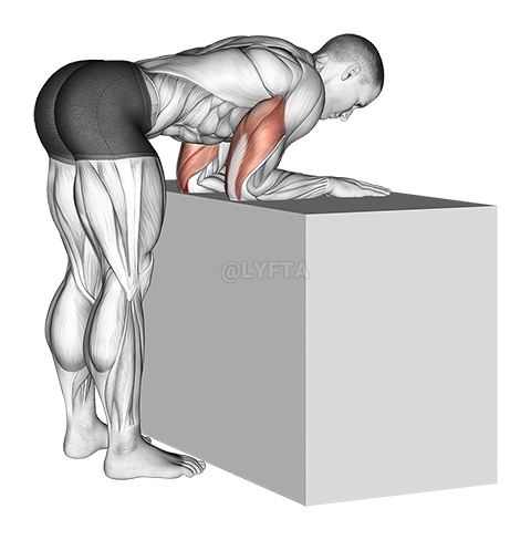 Cot Extensor Anconeus Stretch demonstration