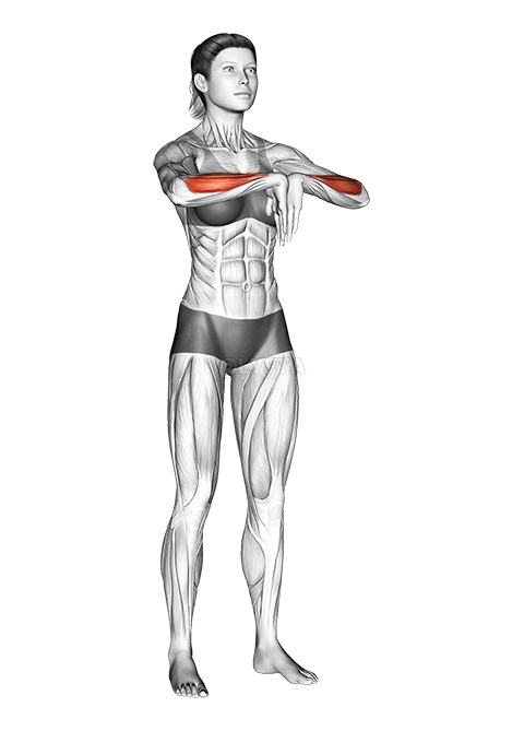 Estiramiento de los músculos flexores del antebrazo