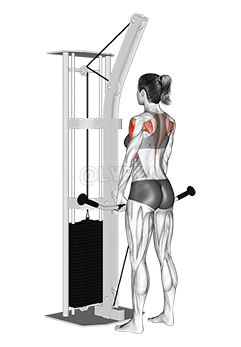 Cable Upright Row demonstration