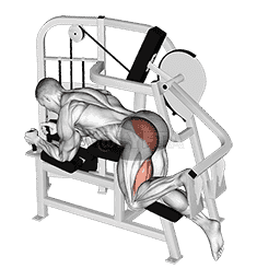 Lever Hip Extension demonstration