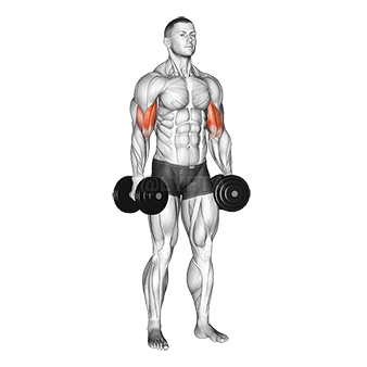 Dumbbell Standing Inner Biceps Curl demonstration