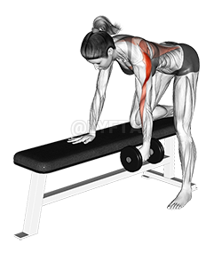 Dumbbell One Arm Bent over Row demonstration