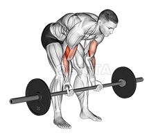 Barbell Standing Concentration Curl demonstration