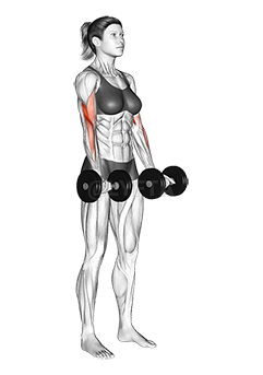 Dumbbell Biceps Curl demonstration