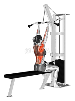 Lat Pulldown And Seated Rows in Sector 32 D , Barwala , Prime Bodies
