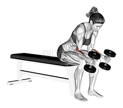 Dumbbell Seated Neutral Wrist Curl demonstration