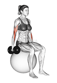 Dumbbell Hammer Curl on Exercise Ball demonstration