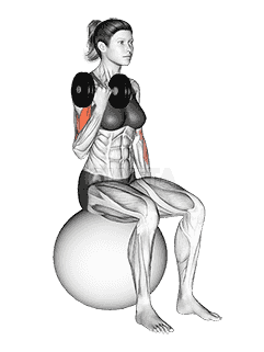 Dumbbell Alternating Seated Bicep Curl on Exercise Ball demonstration