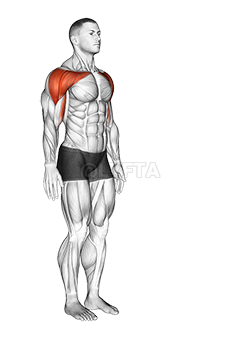 Shoulder - Flexion - Articulations demonstration