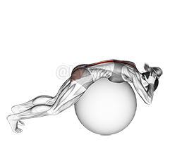 Exercise Ball Back Extension With Hands Behind Head demonstration