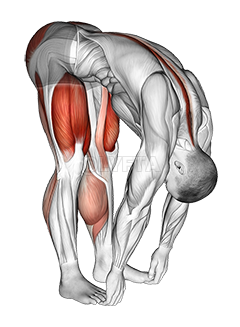 Squat mobility Complex demonstration