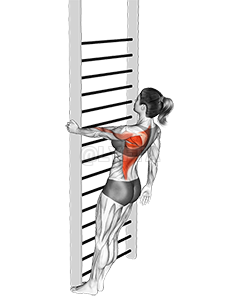 Bodyweight Standing Close-grip One Arm Row demonstration