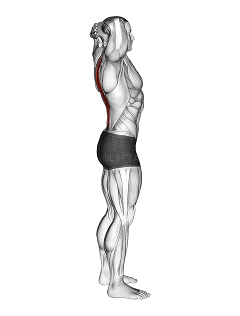 Estiramiento de la flexión de la columna vertebral demonstration