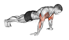 Reverse Push-up demonstration