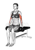 Dumbbell Seated Alternate Biceps Curl demonstration