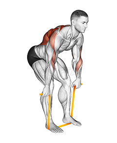 Resistance Band Bent Over Row demonstration