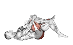 Single Leg Glute Bridge with Knee to Chest demonstration