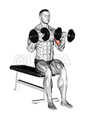 Dumbbell Seated Zottman Curl demonstration