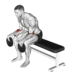 Weighted Seated Supination demonstration